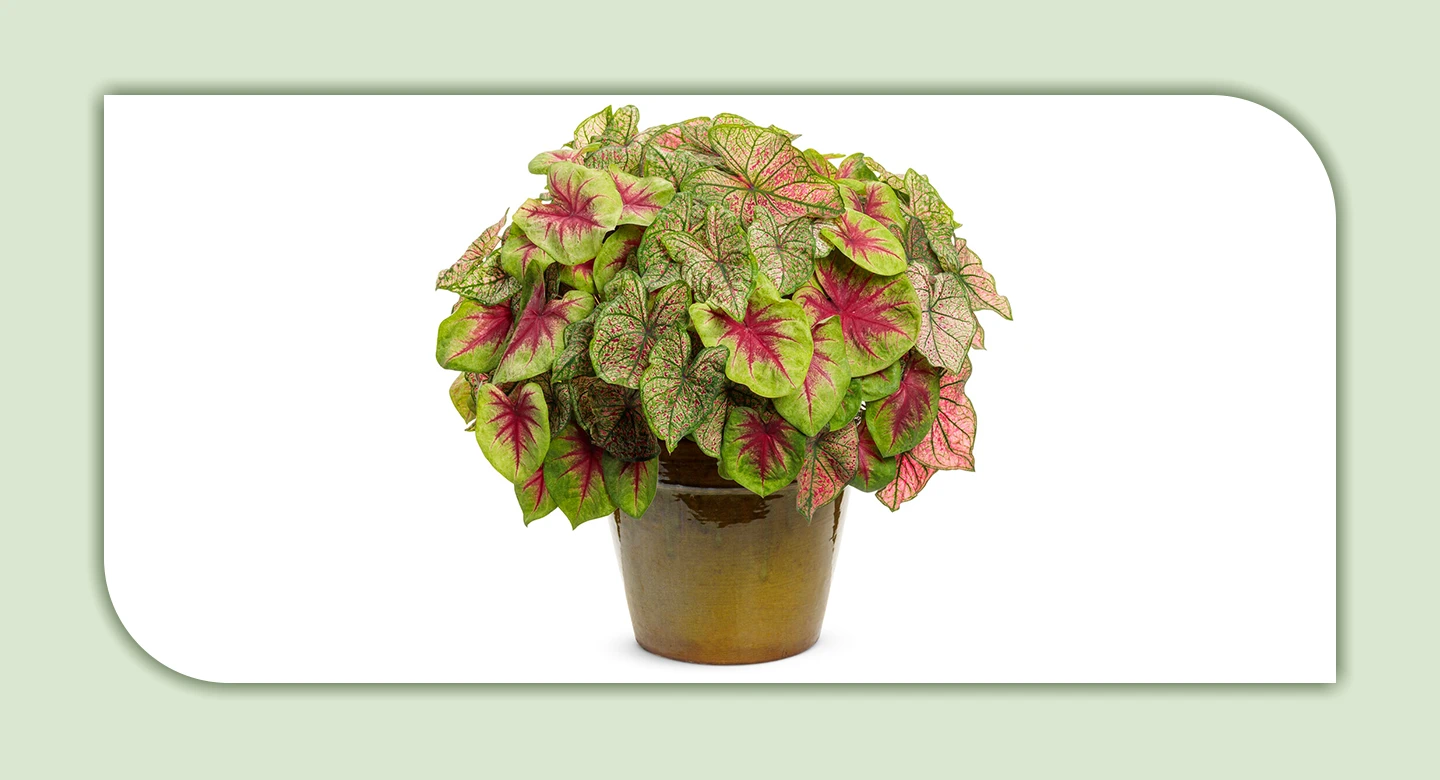 کالادیوم؛ گیاهی زیبا با خطرات پنهان