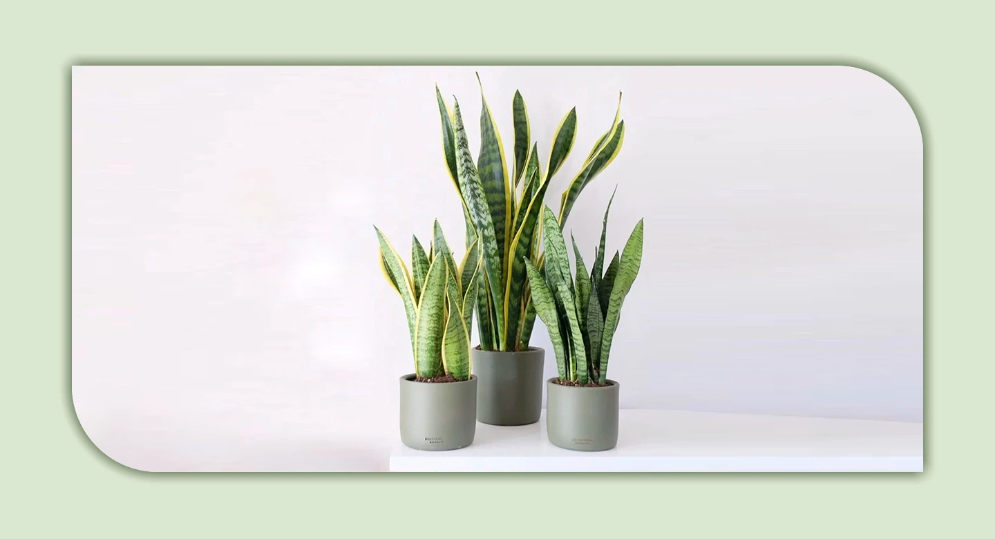 سانسوریا؛ گیاهی زیبا اما سمی