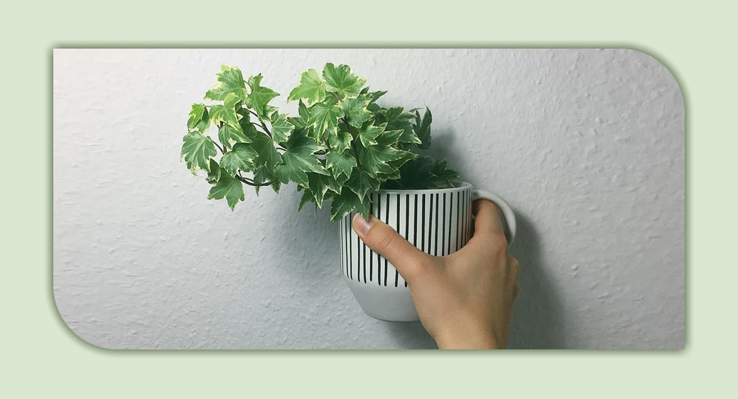 پاپیتال؛ پیچک زیبا با پنهان‌کاری سمی