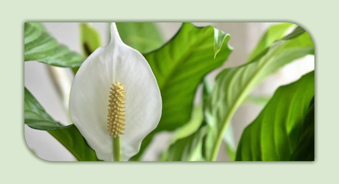 اسپاتی‌فیلوم؛ گیاهی زیبا اما با خطرات نه‌چندان زیاد