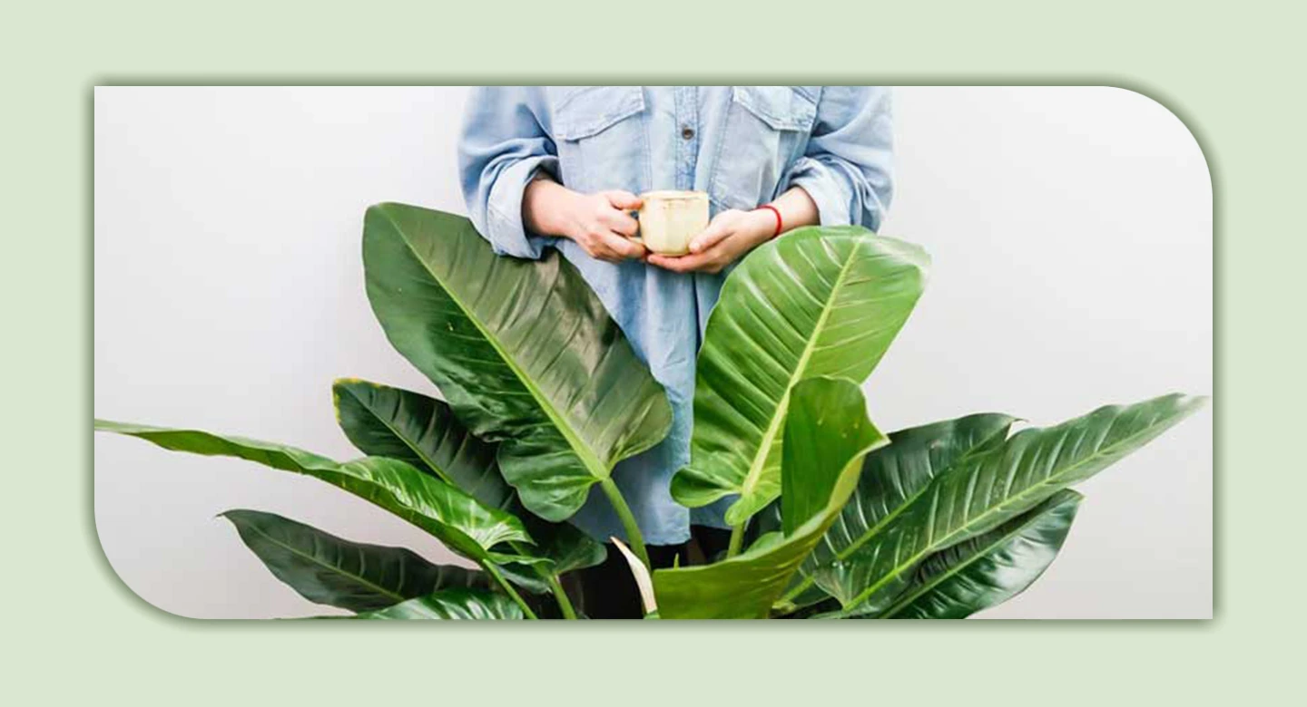  فیلودندرون؛ گیاهی محبوب اما با خطراتی نهفته