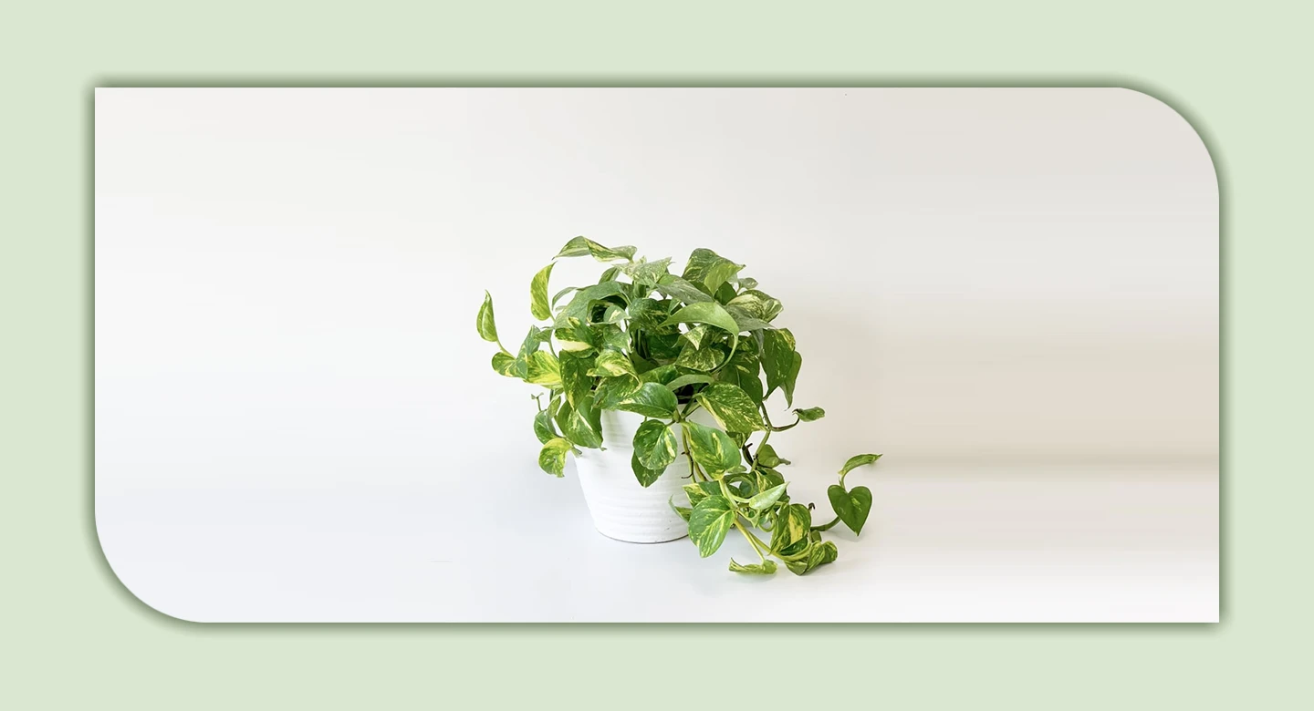 پتوس؛ زیبایی خطرناک در فضای خانه