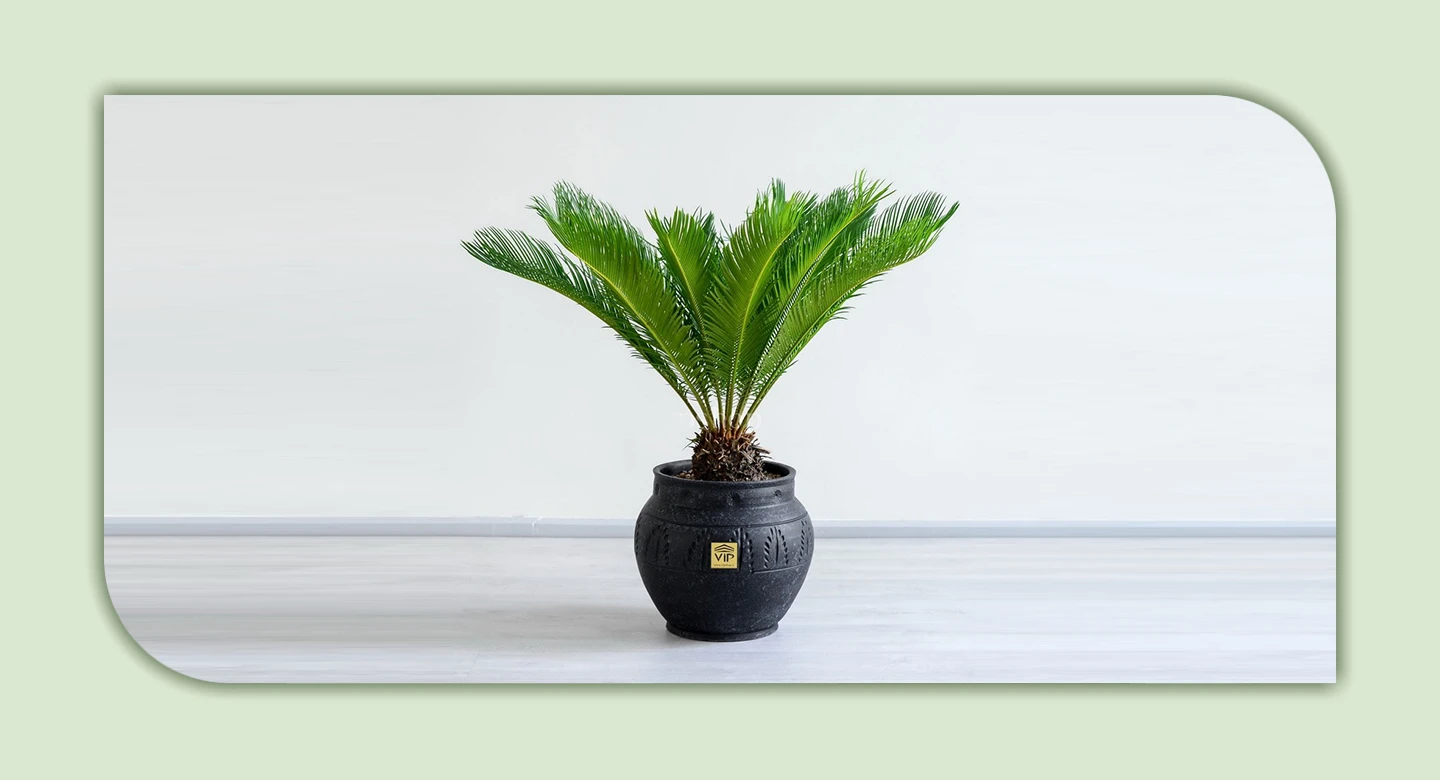 سیکاس؛ نخل استوایی با خطراتی جدی