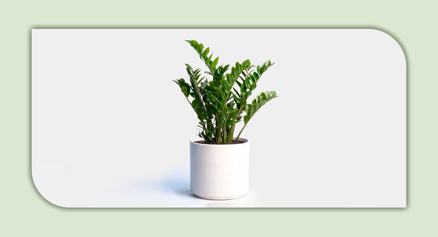 زامیفولیا؛ گیاهی مقاوم با خطرات نهفته