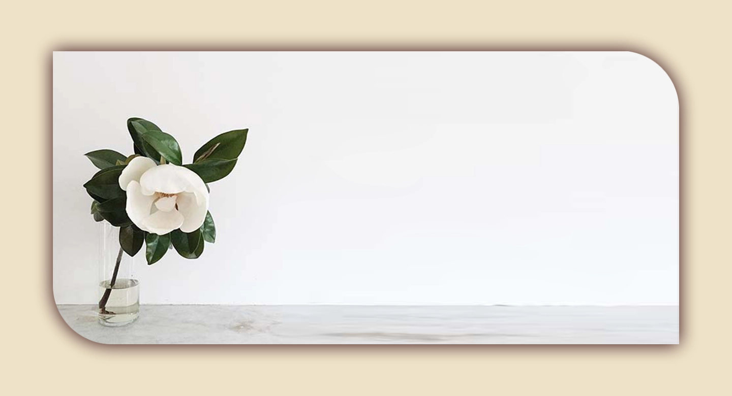 راهنمای کامل نگهداری انواع گیاه ماگنولیا