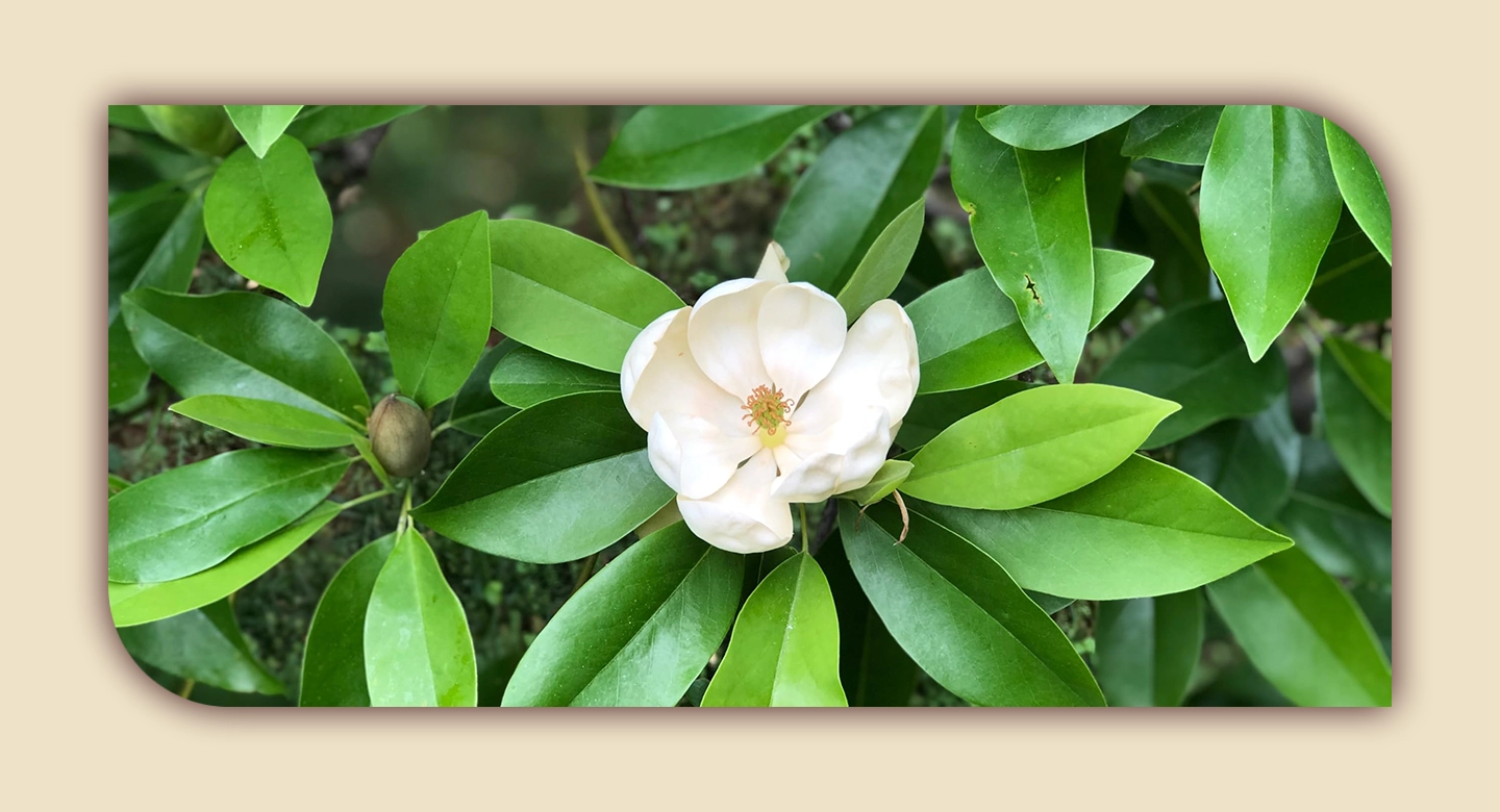 ماگنولیای Sweetbay؛ زیبایی طبیعی تالابهای شرقی آمریکا