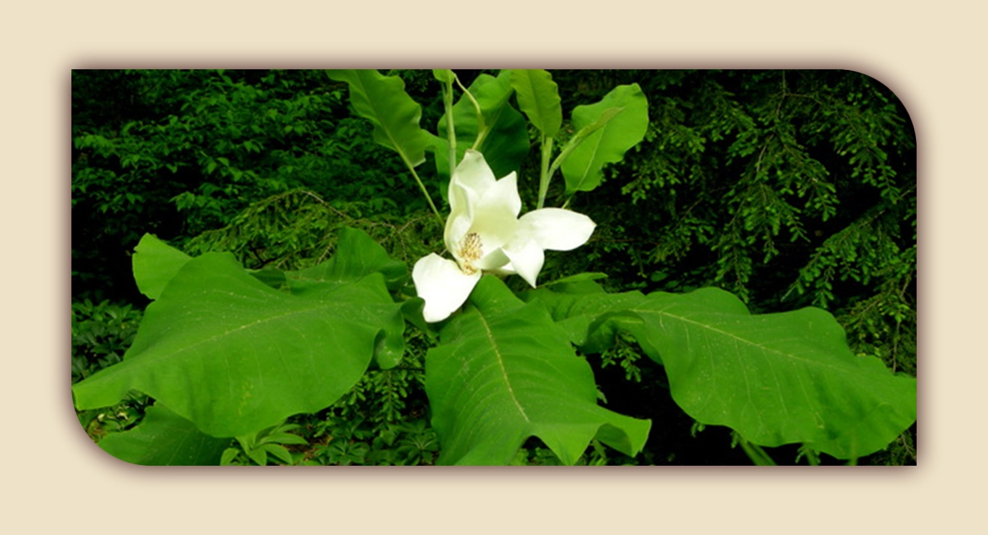 ماگنولیای Asheei (اش) ؛ شکوفهای باشکوه با برگهایی درخشان