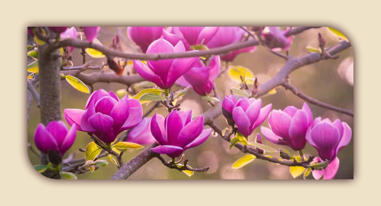 ماگنولیای انیسون؛ زیبایی برگ بیدی با شکوفههای لطیف بهاری