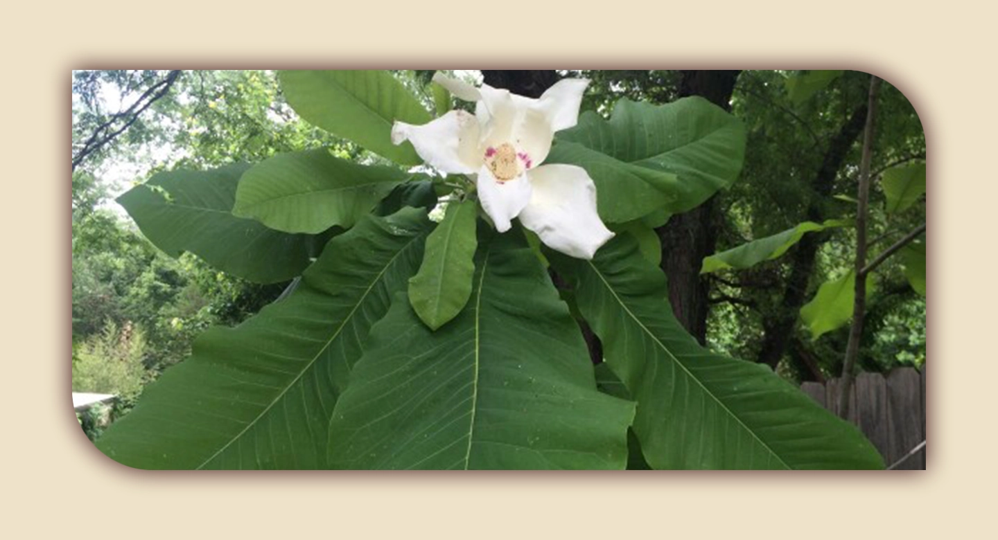 ماگنولیای برگ بزرگ؛ غول سبز با شکوفههایی باشکوه