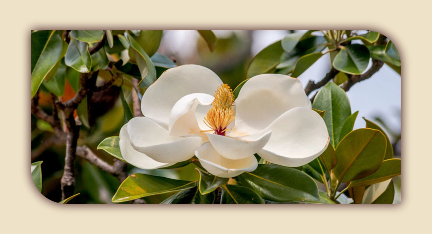 ماگنولیای شکوهمند: آشنایی با گونهی جنوبی و ویژگیهای نگهداری آن