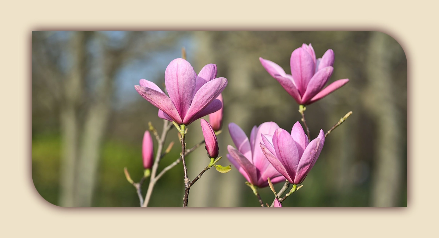 ماگنولیای سوسنی؛ ظرافت شرقی با شکوفههایی خوشعطر