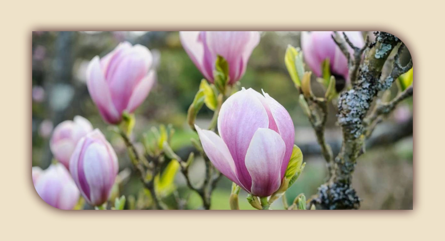 ماگنولیای نعلبکی؛ شکوفه‌ای زودرس با رنگ‌هایی رؤیایی
