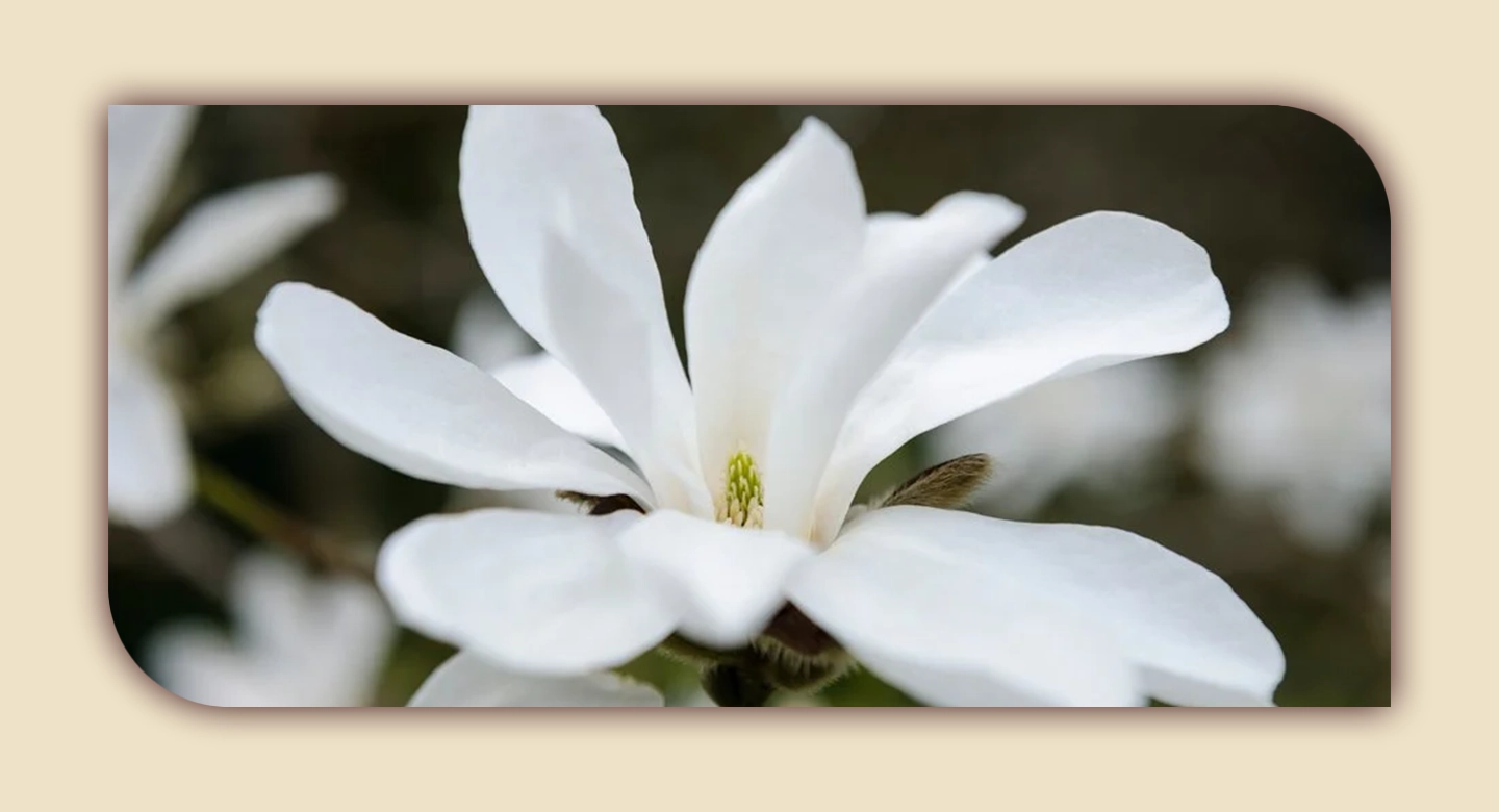 ماگنولیای کوبوس؛ شکوه آرام گلهای ژاپنی