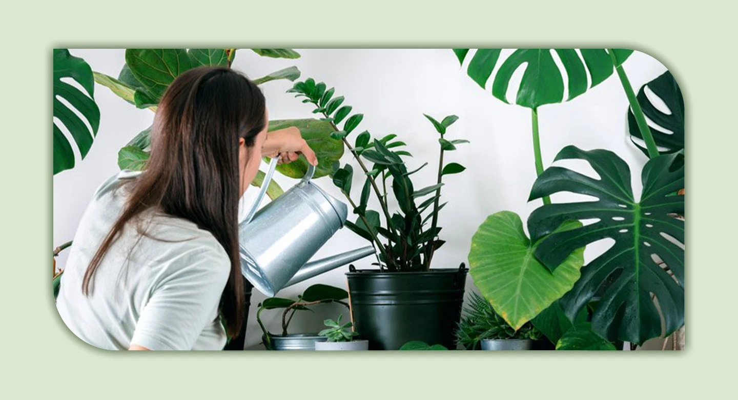 نکات نهایی برای مراقبت از گیاهان آپارتمانی