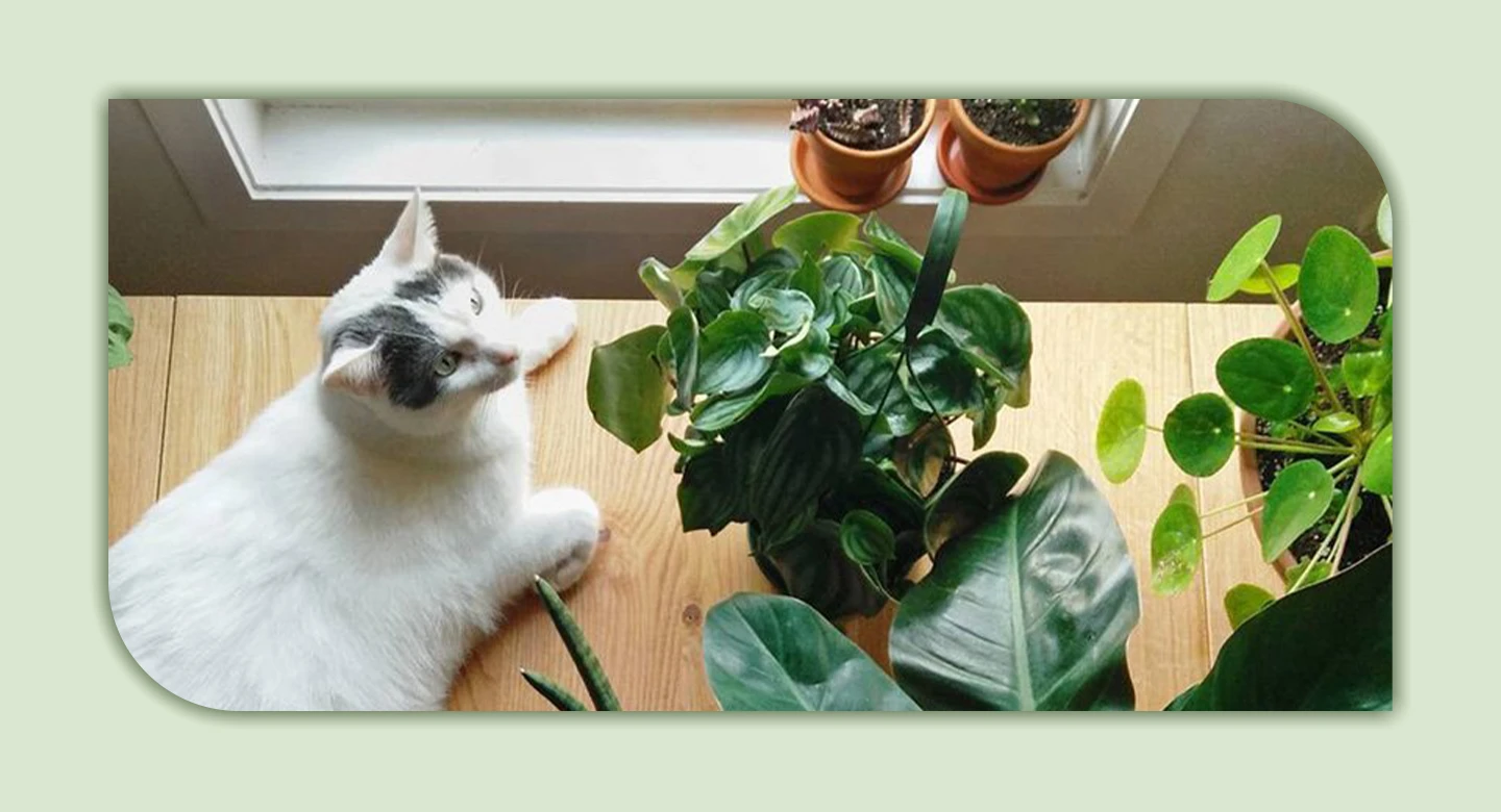 معرفی گیاهان سمی آپارتمانی