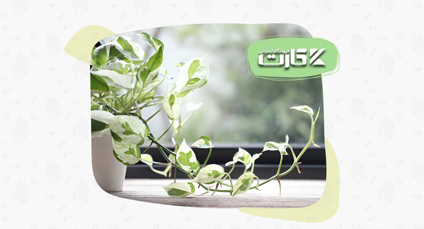 گیاهان رونده؛ جادوی سبز برای زنده کردن گوشههای خانه