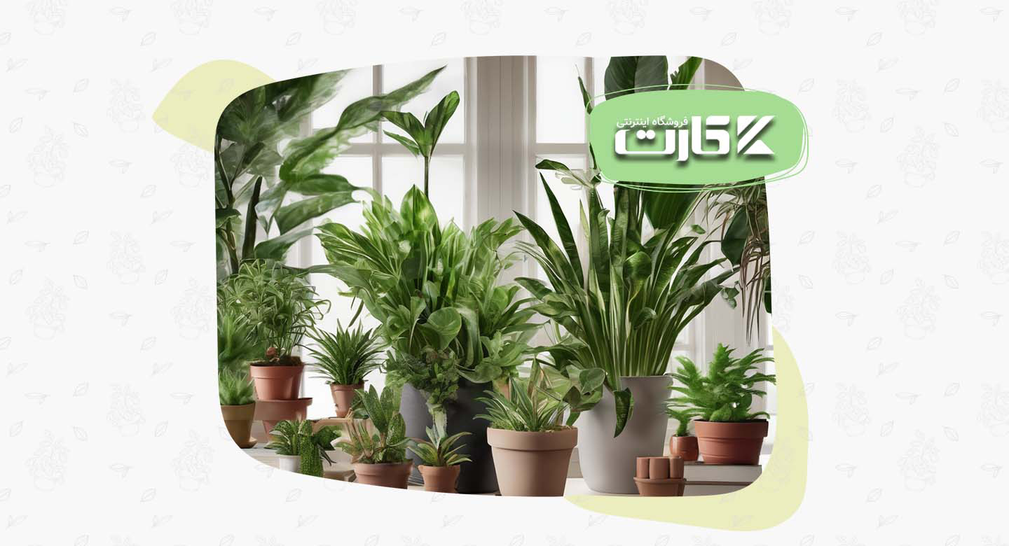واژهنامه تخصصی گیاهان آپارتمانی ترند ۲۰۲۵