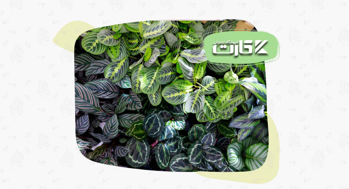 گیاهان با برگهای رنگارنگ و جذاب؛ ستارههای دکوراسیون سال ۲۰۲۵