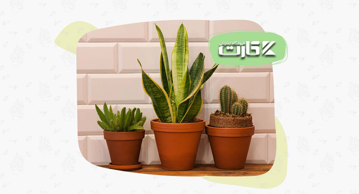 گیاهان کلاسیک و آساننگهدار؛ انتخاب مطمئن برای زندگی شلوغ