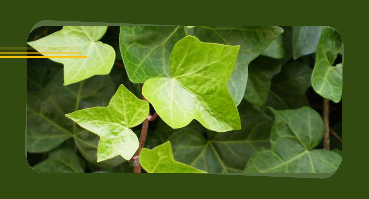 پیچک انگلیسی