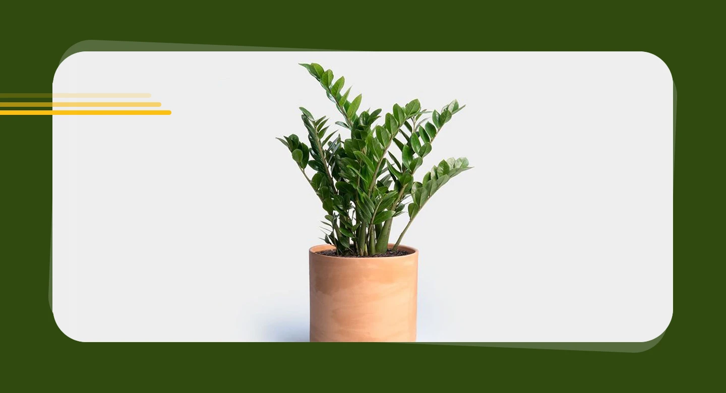 زاموفیلیا (ZZ Plant)