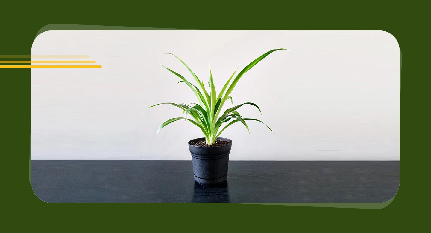 گیاه گندمی (Spider Plant)