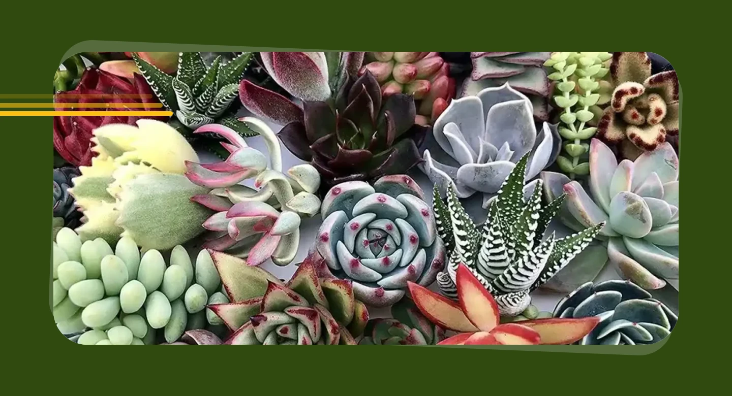 ساکولنت‌ها و کاکتوس‌ها