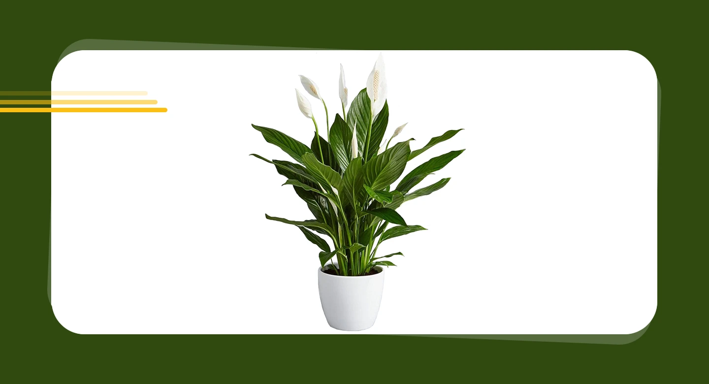 لیلیوم صلح (Peace Lily)
