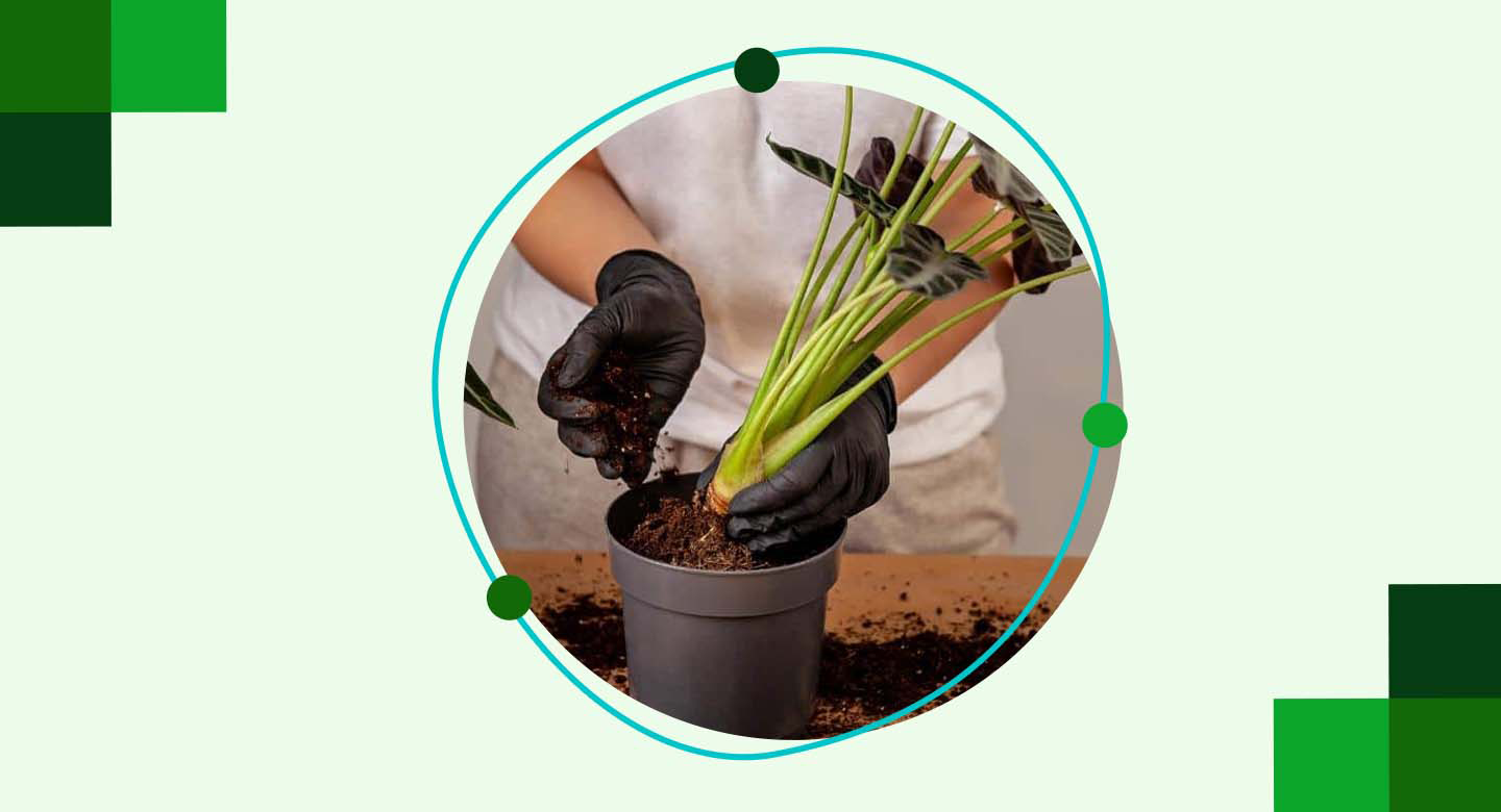 انتخاب خاک و گلدان مناسب برای نگهداری سالم بابا آدم