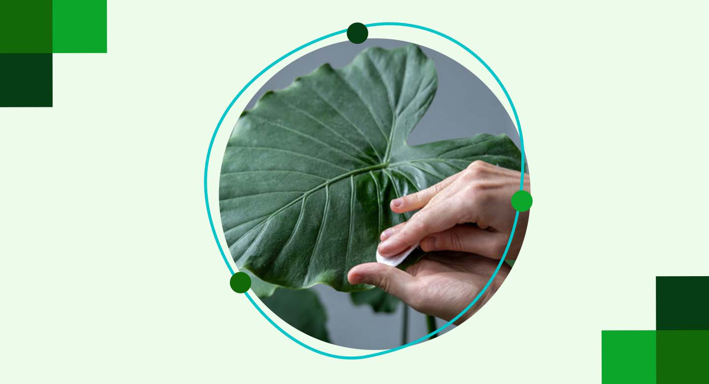 اهمیت رطوبت برای سلامت گیاه بابا آدم