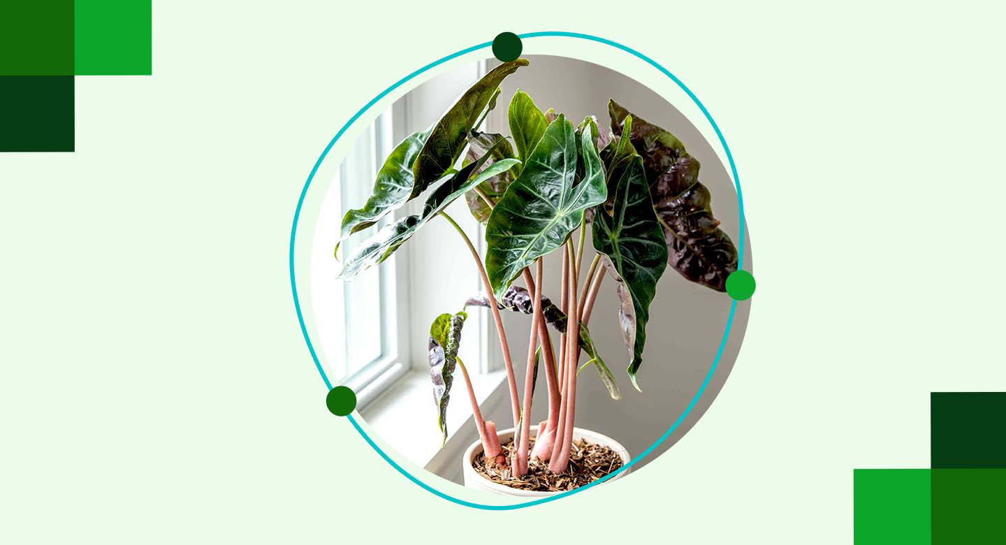 دمای ایدهآل برای مراقبت از گیاه بابا آدم