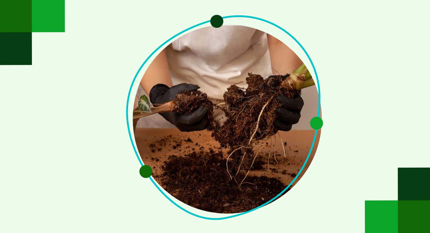 راهنمای آبیاری صحیح گیاه بابا آدم