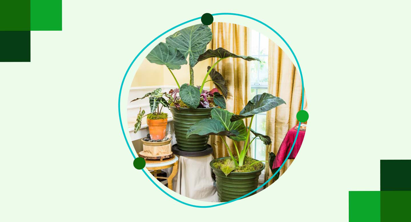 شناخت کامل گیاه بابا آدم و گونههای مختلف آن