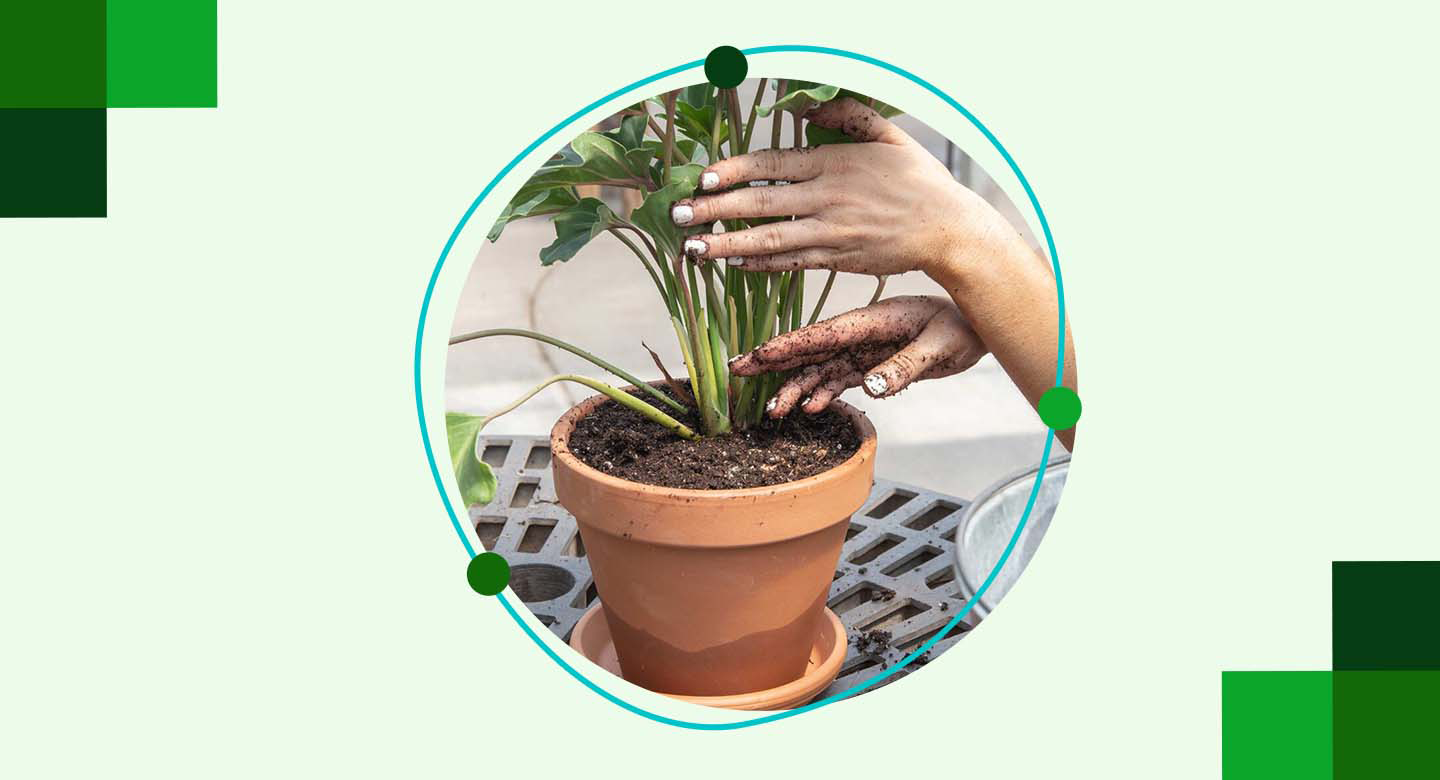 نکات مهم در کوددهی گیاه بابا آدم برای رشد بهتر