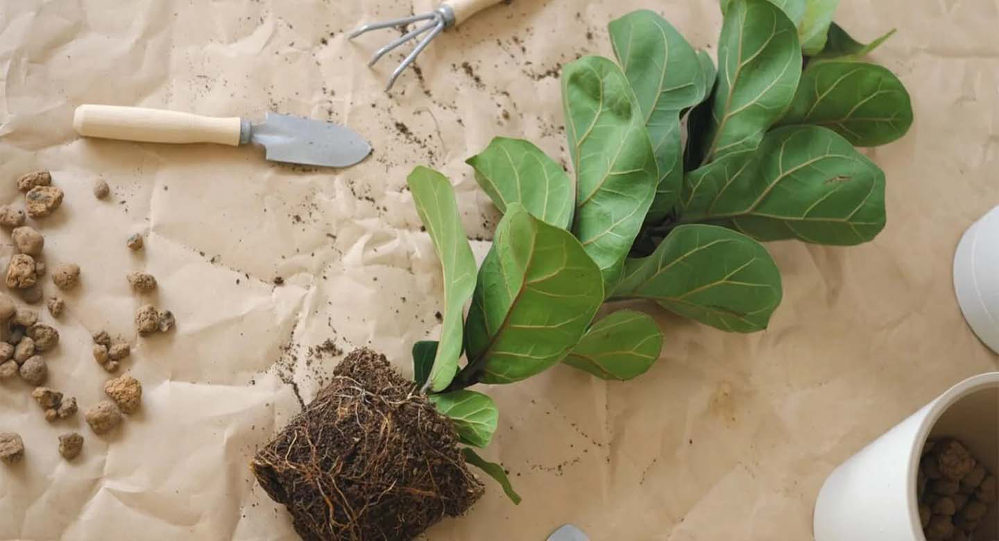 انتخاب و استفاده از کود مناسب