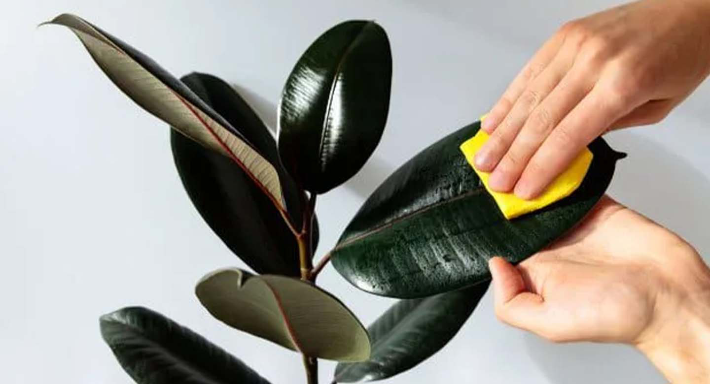 اهمیت رطوبت برای فیکوس