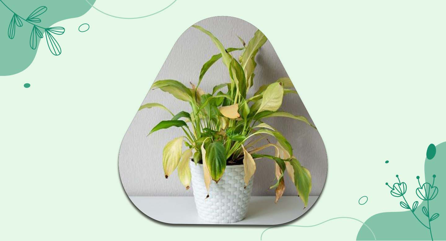 راهکارهای جلوگیری از زرد شدن برگهای آگلونما برفی