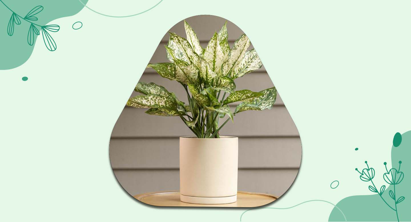 نگهداری گل آگلونما برفی