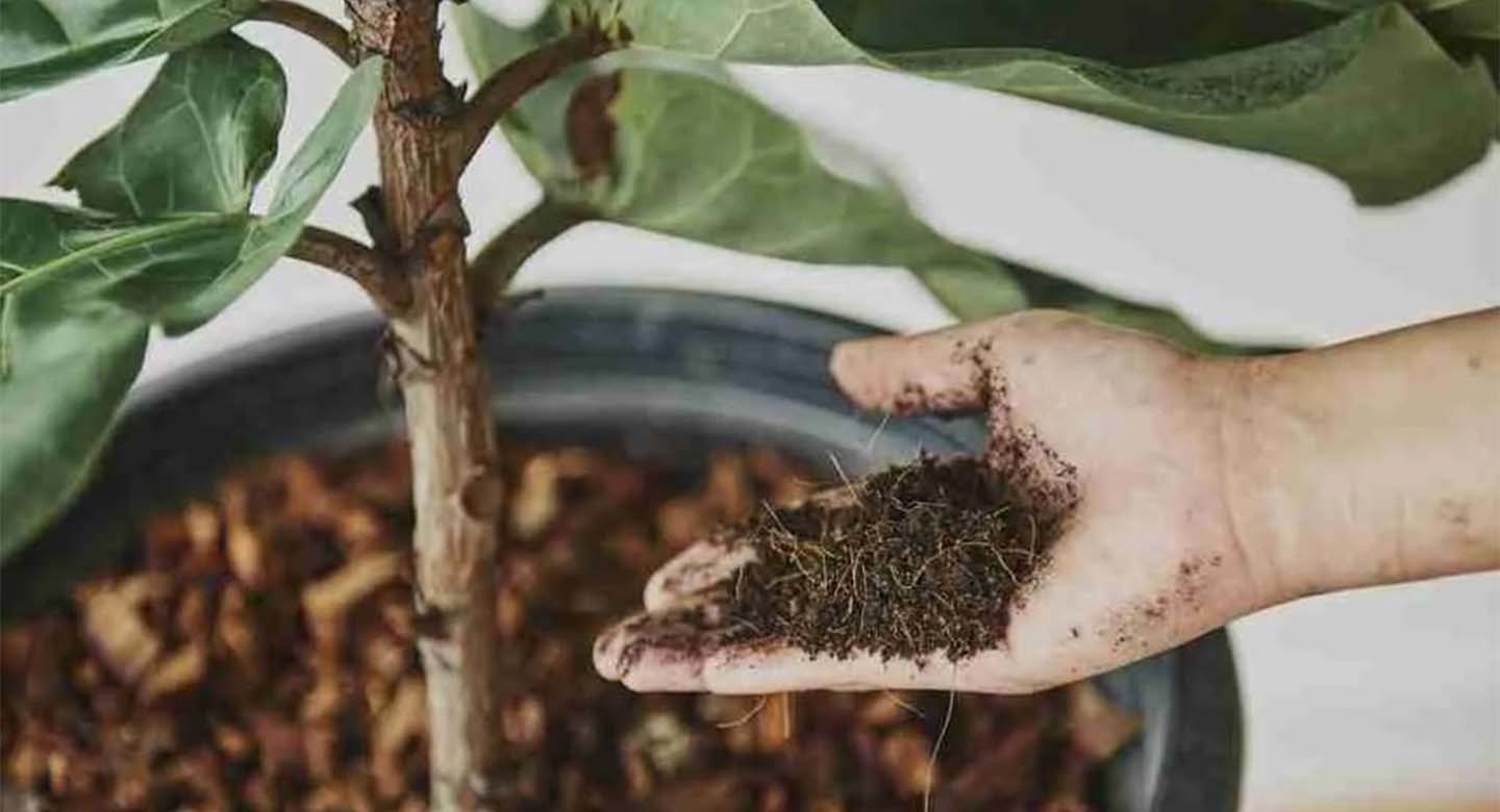 خاک ایدهآل برای فیکوس