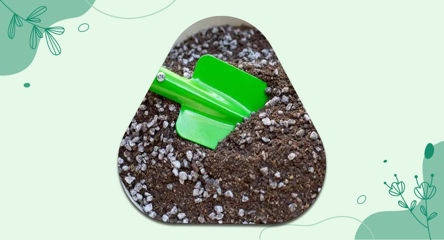 خاک ایدهآل برای آگلونما برفی