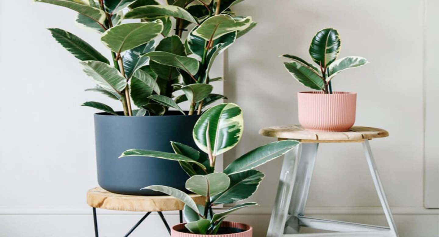 خلاصهای از مراقبت انواع مختلف فیکوس