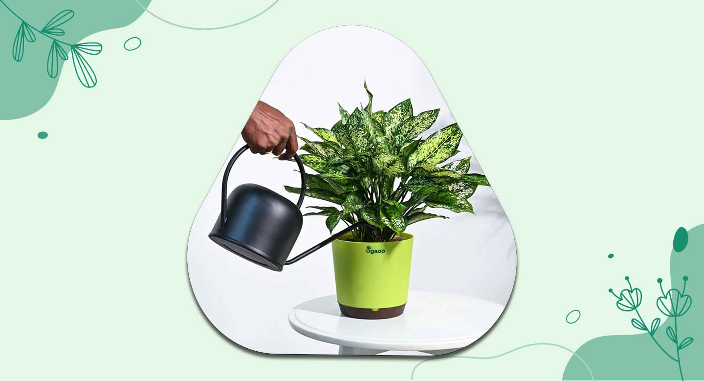 روش درست آبیاری