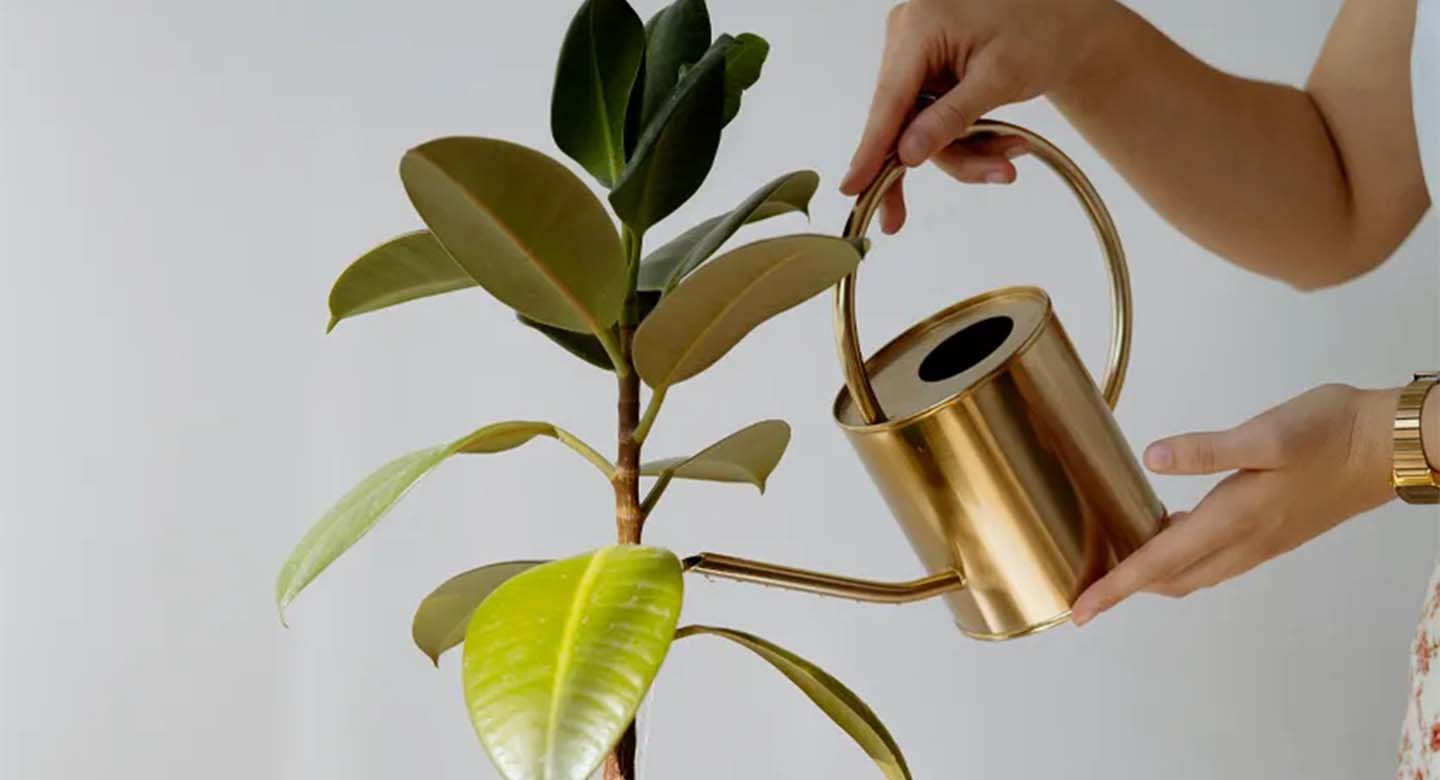 آبیاری گیاه فیکوس