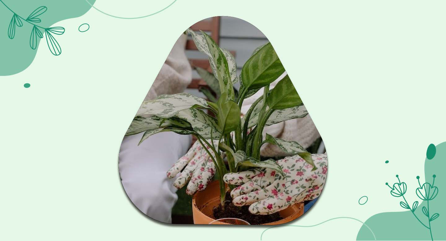 زمان و روش تعویض گلدان آگلونما برفی