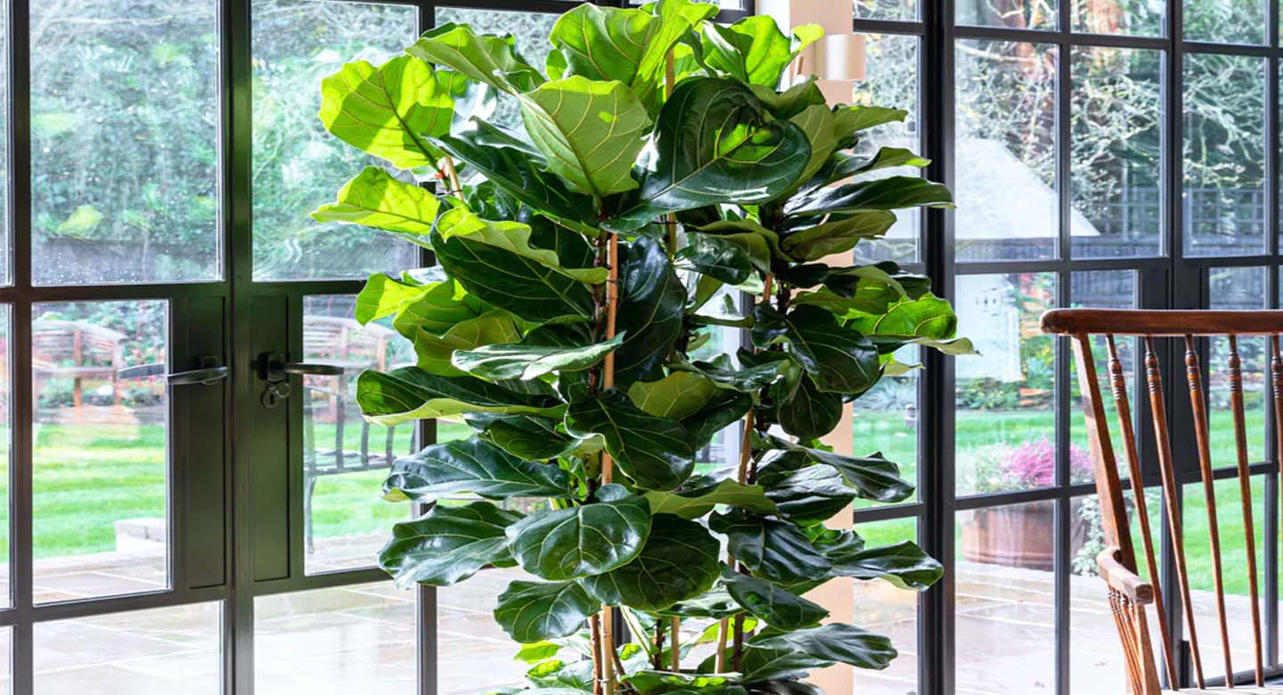 میزان و نوع نور مناسب برای فیکوس