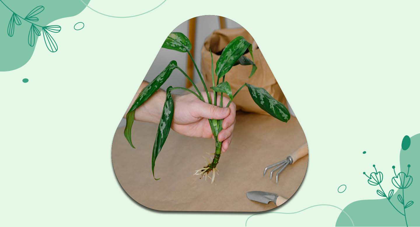 نکات مهم درباره تکثیر آگلونما برفی