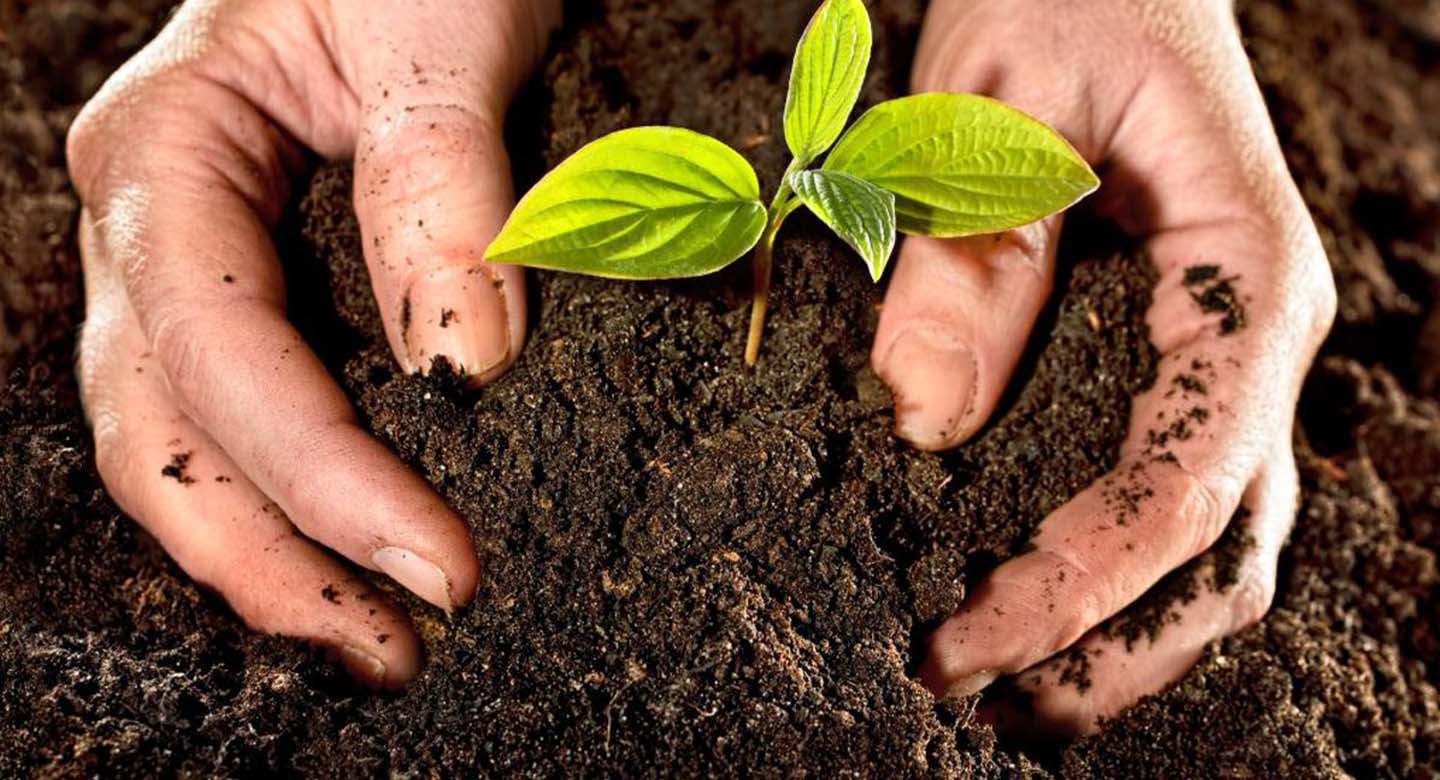 ترکیبات حیاتی برای گیاهان آپارتمانی؛ راز سرزندگی سبزها