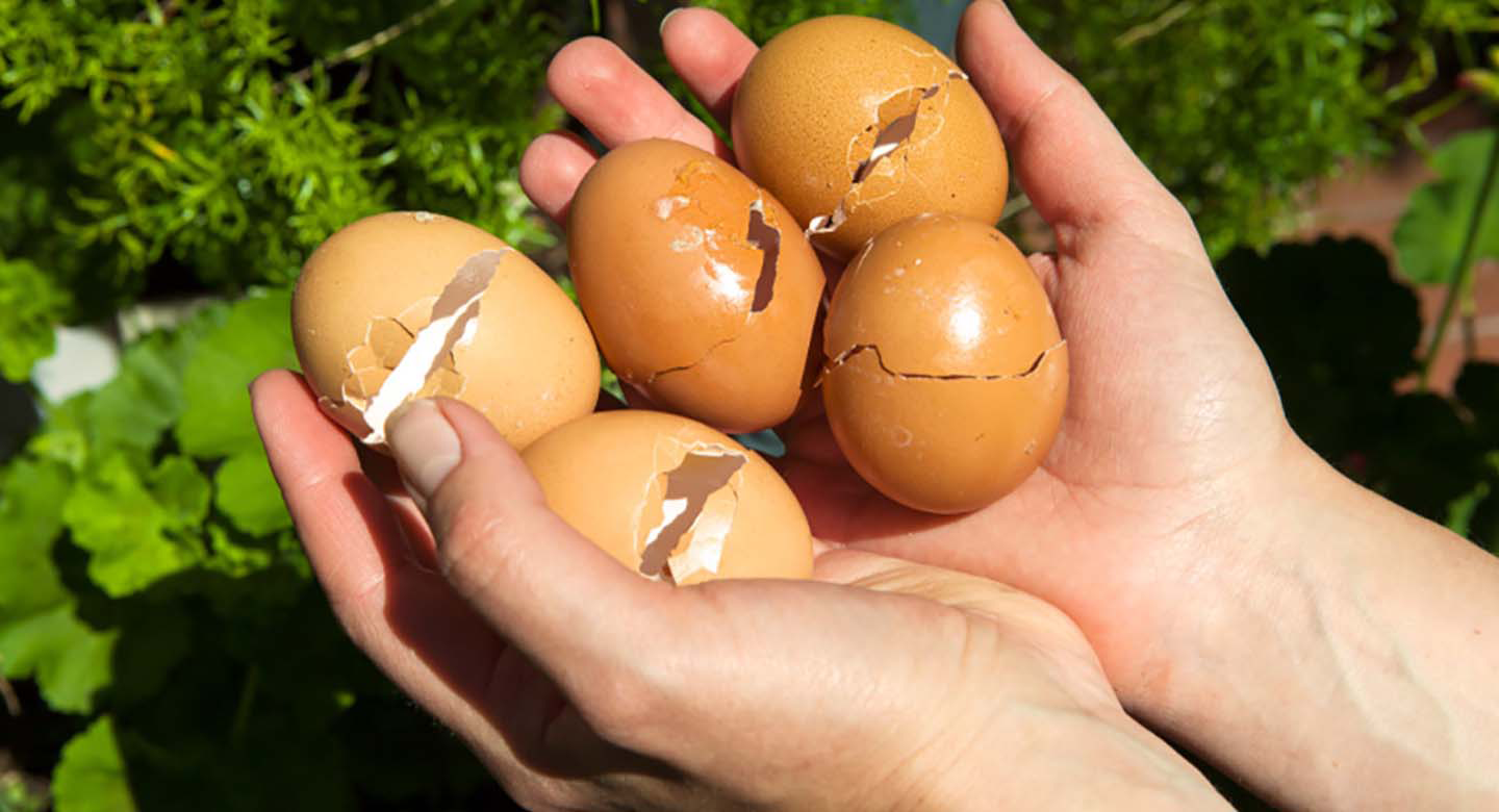 پوست تخممرغ؛ ذخیره طبیعی کلسیم برای استحکام گیاهان