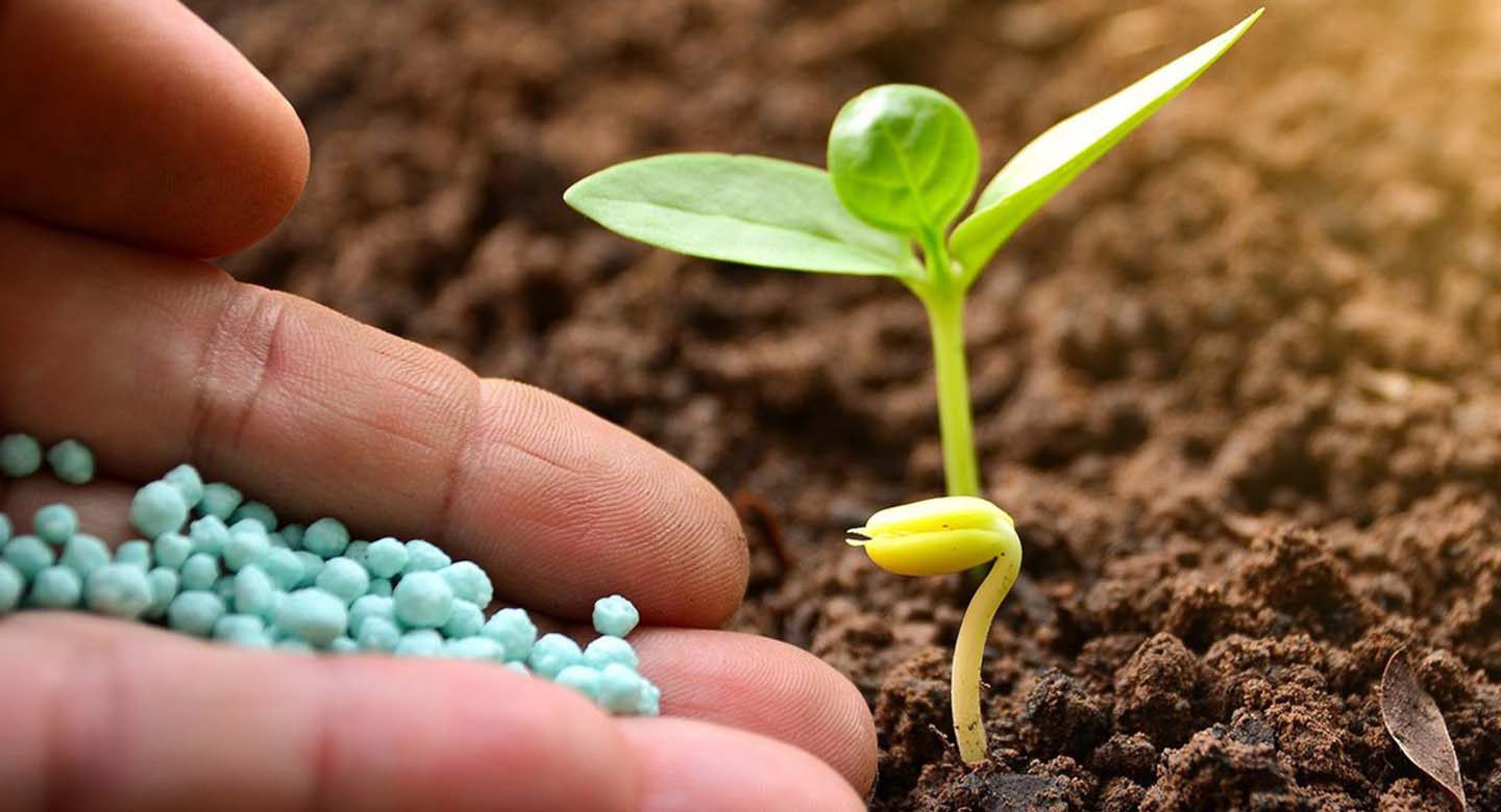 کود آهن؛ نجاتدهنده سبزی و شادابی برگها