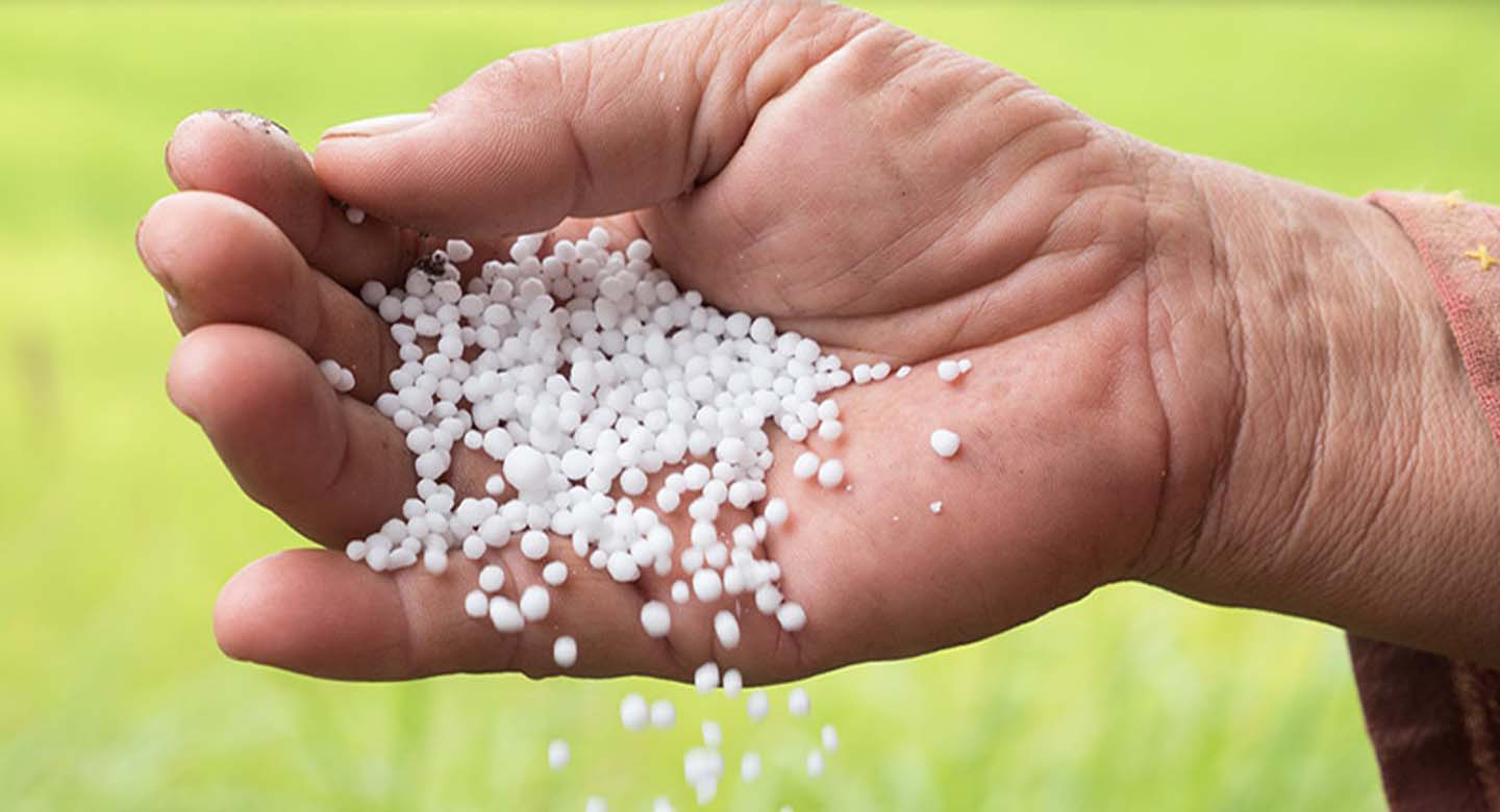 کود نیترات کلسیم؛ ترکیبی کلیدی برای رشد و استحکام گیاه